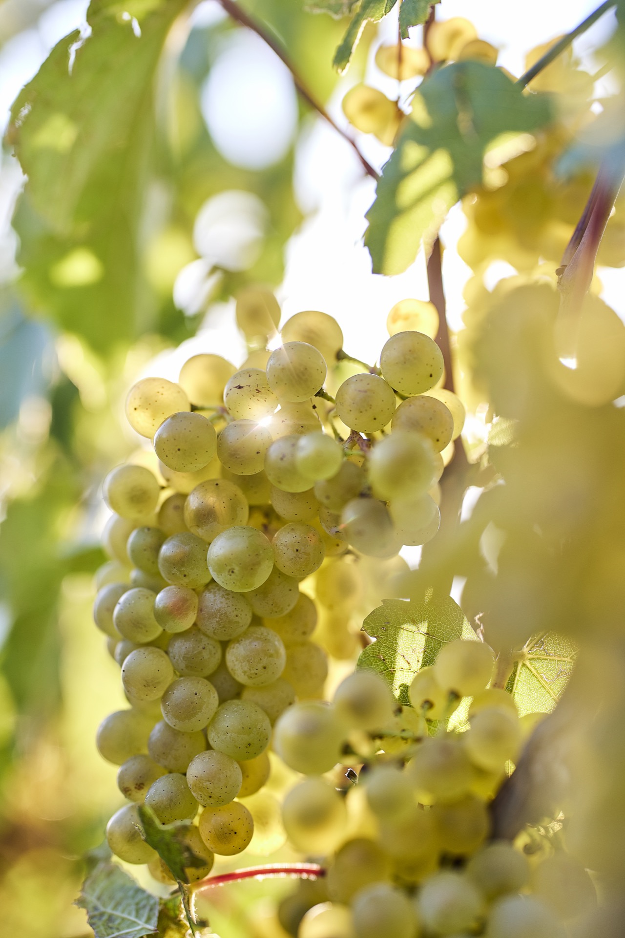 Nahaufnahme von Champagner-Trauben